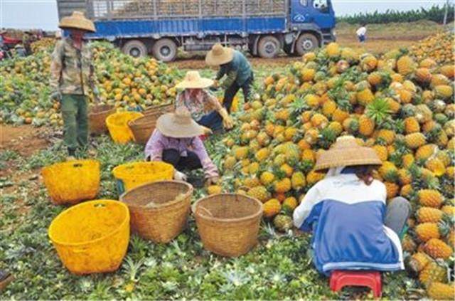 热带果界永动机 一年四季挂果，农民蓄力致富新路径