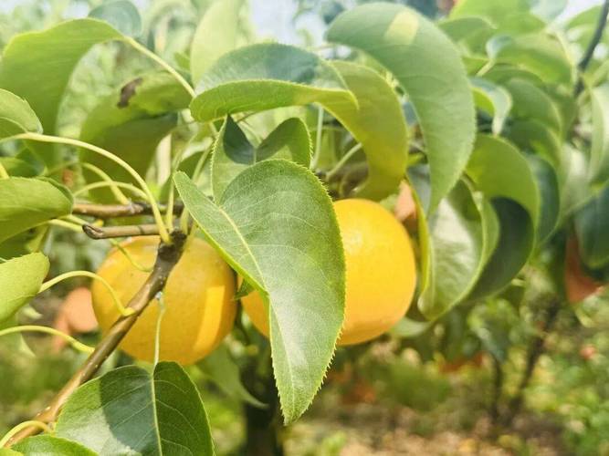 德阳夏日水果采摘指南来了