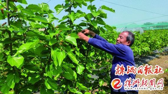腰包鼓了!这个村发展四季水果种植 年产值近五百万